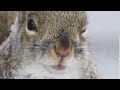 Addicting Video For Cats and Dogs - Squirrels and Chipmunks - Leave On For Pets - Dec 10, 2019