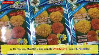 đại lý bán buôn và bán lẻ hạt giống hoa cúc vạn thọ mỹ nhập khẩu đài loan nguyên bao bì