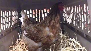 Broody chicken laying her first egg after raising chicks (Blue Laced Red Wyandotte) screenshot 4