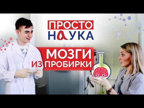 Мозги из пробирки. Как и зачем ученые выращивают мини-мозги