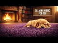 12 hours of Ambient Music for Dogs : Create a Peaceful Environment for Sleep and Relaxation 🐕🦺