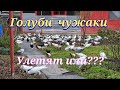 Подбросили чужих голубей Threw up other people's pigeons