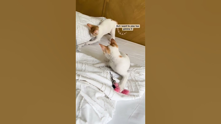 Mochi’s Toy Hunt Continues! 🐱 Will She Catch It? (Part 2) #youtubeshorts #cat