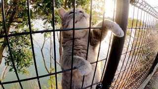 おデブな灰色猫がフェンスを乗り越えて薄茶シロ猫の縄張りに侵入する！