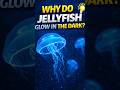 Why Do Jellyfish Glow in the Dark? 🪼 (Nature’s Secret Light!)水母為什麼會在黑暗中發光?大自然的秘密光!