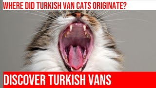 Uncovering the Mystery of the Turkish Van Cat