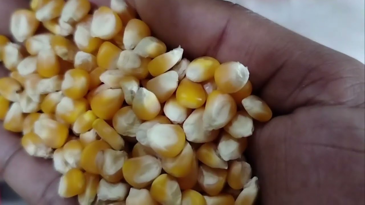 RIK SEEDS maize processing plant