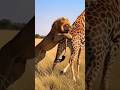 Giraffe's Deadly Kick Sends Lion to Dreamland in Bizarre Wildlife Showdown! 😱😲🚨