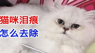 猫咪泪痕怎么去除