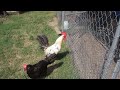 Midnight the Silver Campine Rooster Crowing on Command