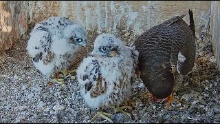Birdcam.it  - Sokół wędrowny Roma -  Velia karmi młode  2024 05 12 by Ewa ko 108 views 1 day ago 13 minutes, 52 seconds