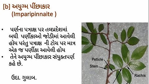 B.Sc./Botany/Sem-1/Unit-2/Paper-103/Types of leaf.