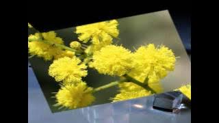 Fa che sia amore- Festa della Donna