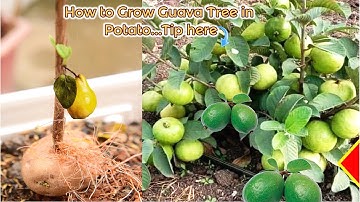 Amazing Rooting Guava Tree Cutting In Potato {New Techniques} Brilliant idea