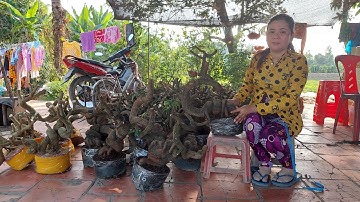 Trần Tùng(0336874743)_21/3_Giao lưu  sam núi, me chua,linh sam 2 thân giá đẹp bao ship !