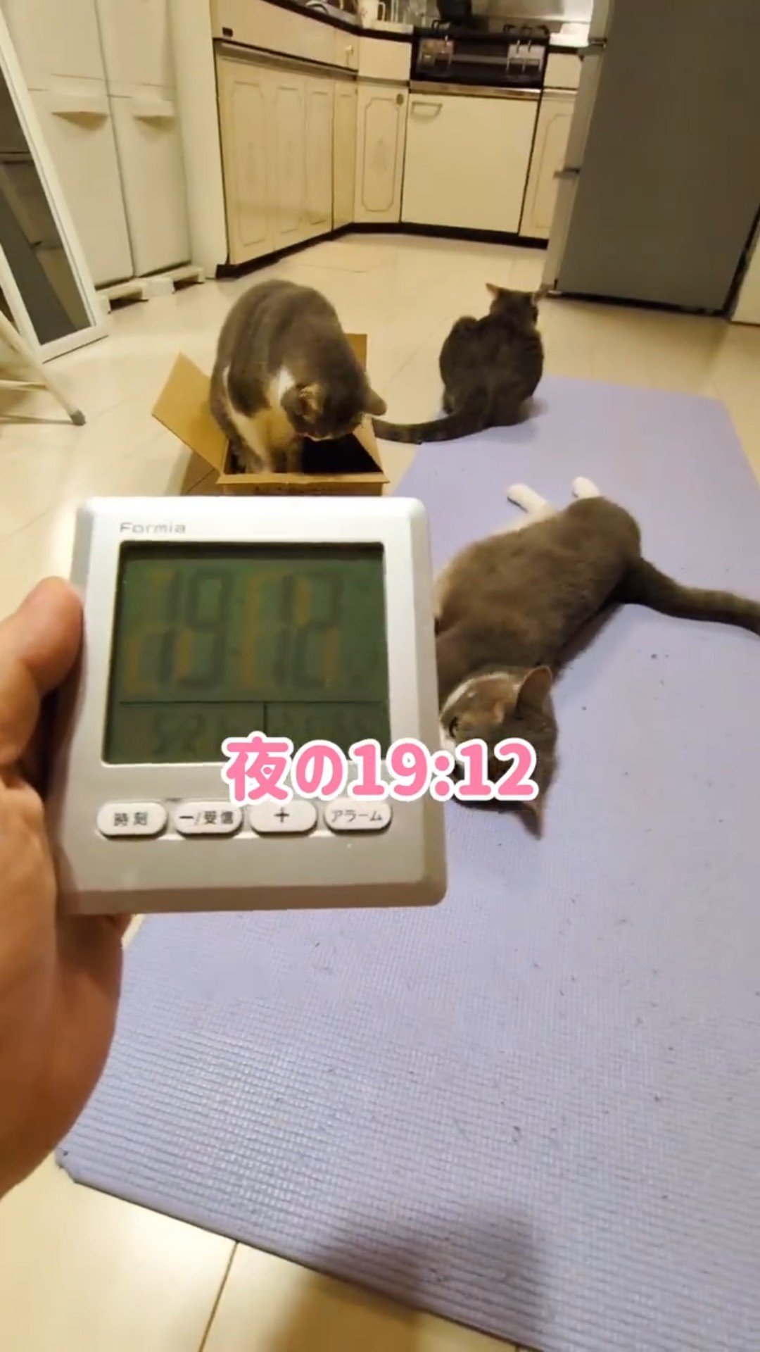 Life in Japan with Three Cats - YouTube