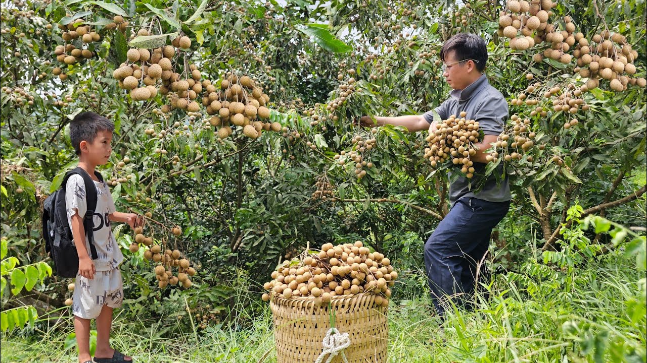 Harvesting longan fruit goes to the market sell-The boy's day of first grade school.