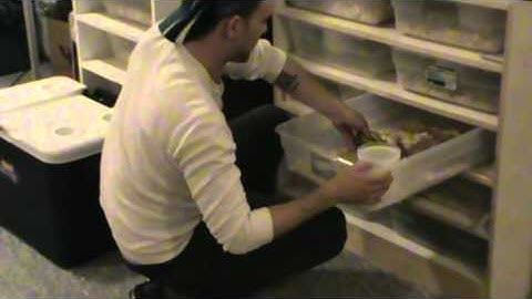 Ball Python Collection Video