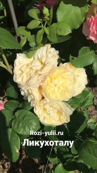 Роза японской селекции «Ликухоталу»🥀Каталог rozi-yulii.ru🥀#саженцыроз # ...