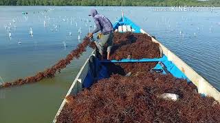 Peroses panen rumput laut, di nunukan