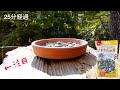 ダイソーのハムスターの餌を置くと超絶かわいい生き物が速攻でやって来ます。