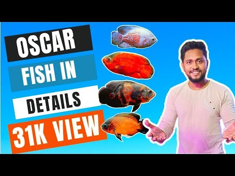 Oscar Fish In Details