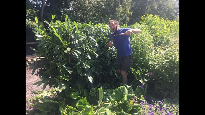 Get the edge when you cut your hedge!