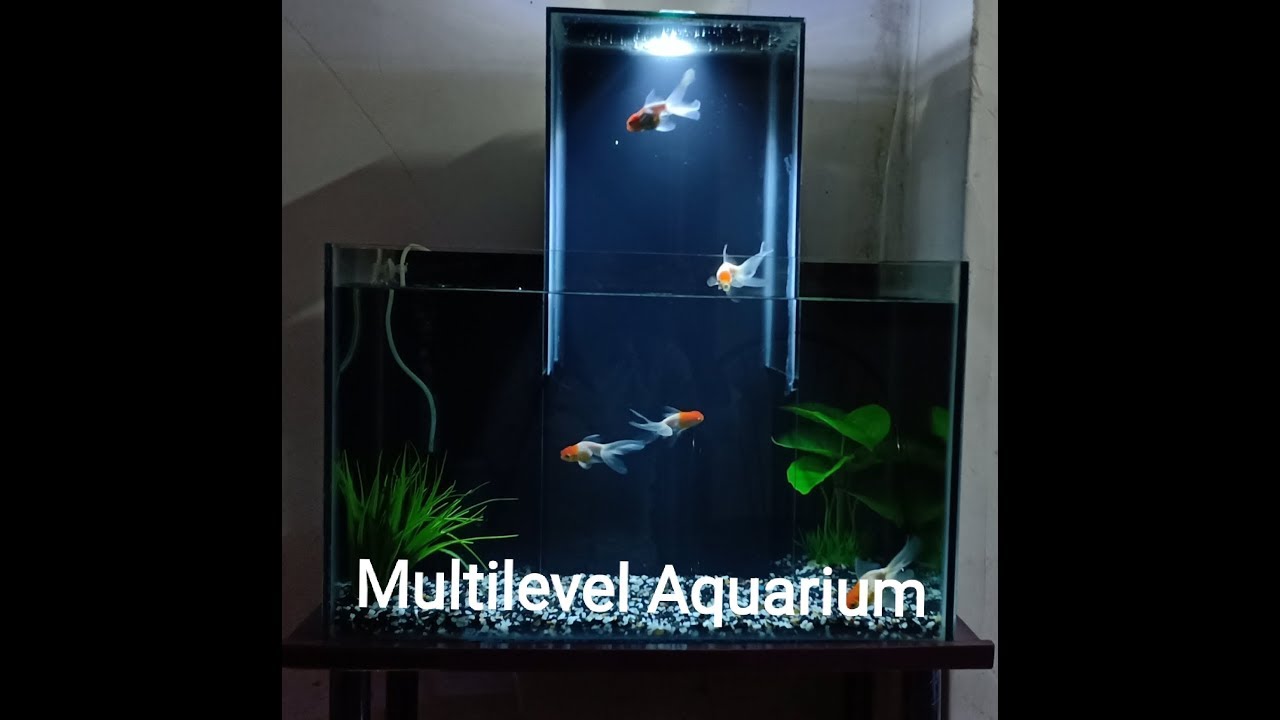 MULTILEVEL AQUARIUM SETUP 2019 YouTube