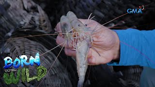 Born to be Wild: Ulang fishing in Pampanga River