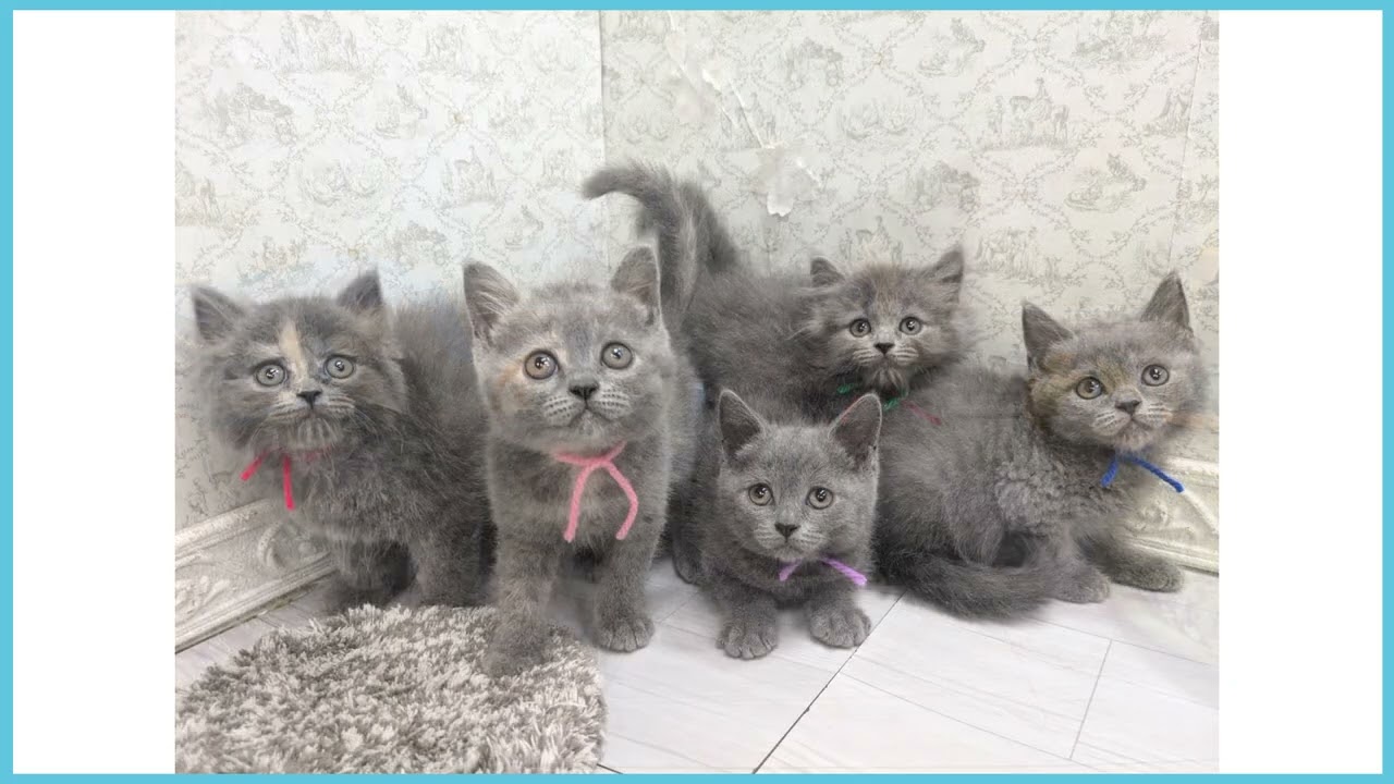 ブリティッシュロングヘアーの子猫（メス♀） 横浜港南台店 No