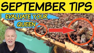 Beekeeping | How To Evaluate Your Queen Prior To Winter