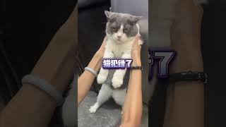 猫为什么讨厌人用手指指着它？ #猫咪日常#新手养猫#科学养宠