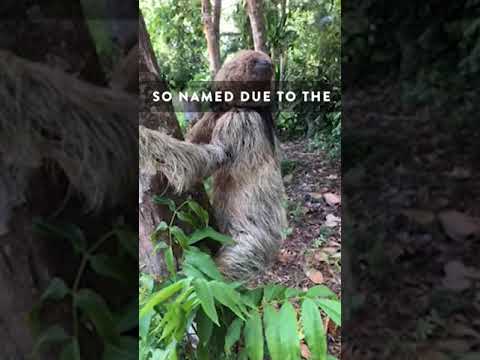 Video: Brazil's Most Important Sloth Sanctuary
