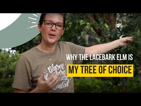 ቪዲዮ: Lacebark Elm Tree ማደግ፡ ስለ ላሴባርክ ኢልም ጥቅሞች እና ጉዳቶች ይወቁ