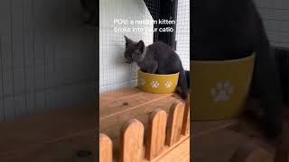 crazkitcat How Does A Kitten Break Into A Y Locked Catio cat  catlover kitty