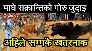 bull fighting nepal utm vlogs 2021 dhading nuwako