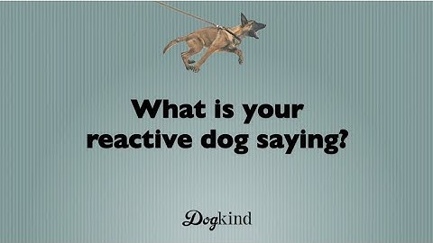 Reactive dog training thresholds
