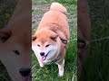 【感動の再会】偶然散歩中の愛犬(柴犬)と遭遇。まさかの出会いに柴犬の反応が可愛いすぎた。#柴犬 #shibainu