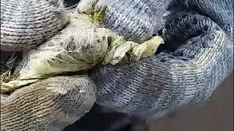 Погадки птиц🤔🦅🐦🦉 Пакет в желудке чайки. Пластиковая катастрофа. Камчатка.