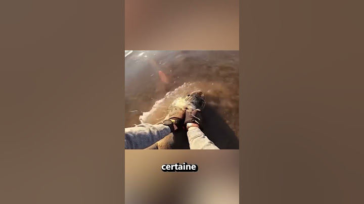 Il Sauve La Vie De Ce Bébé Phoque Et Le Remercie