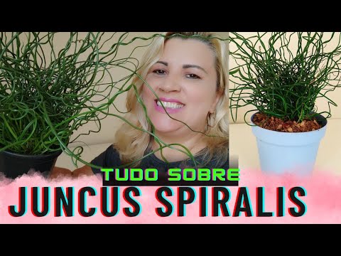 Video: ¿Dónde puedo comprar Juncus effusus?