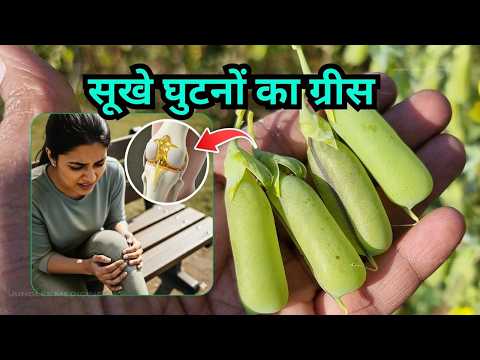 पुराने से पुराने वात रोग की संजीवनी है 'शनपुष्पी'! | Shanpushpi Benefits for Joint Pain