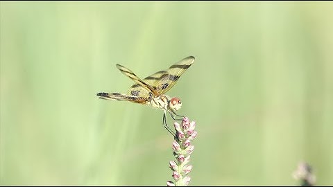 DRAGONFLIES IN SUPER SLOW MOTION! Explore close up nature