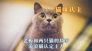 猫咪的世界真的存在轮回吗？老板和两只猫的故事，流浪猫认定主人