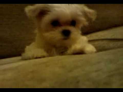 Bella my Maltese-Shih tzu Puppy at 10 weeks!!