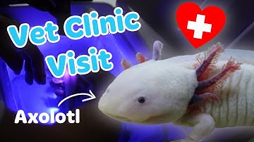 Taking my Axolotl to the vet clinic  |  AXOLOTL