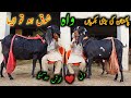 Pakistan ki biggest beetle goats of malik kali in arifwala  shok ho to asa