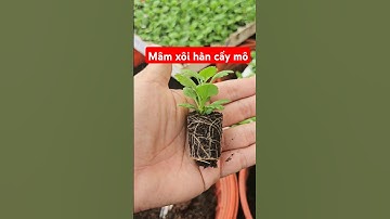 Cúc mâm xôi hàn cấy mô #câygiống #gardening #cúcmâmxôihànquốc #mâmxôihàn #cucmamxoi