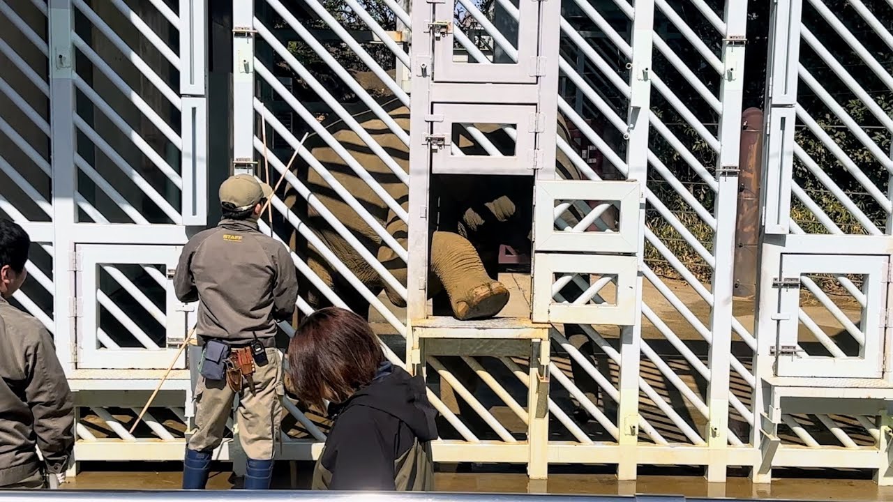 【アルン🐘トレーニング】言われなくても足を出したアルンくんだけど・・・ 2月23日 上野動物園　アジアゾウ