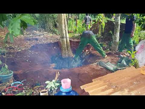 Video Toàn cảnh bứng cây bằng lăng ổi bông tím pha trắng - youtube